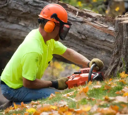 tree services East Dunseith